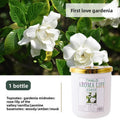 Jasmine Fragrance Air Fresh solid gardenia fragrance in a pale pink jar with a gold lid and floral label