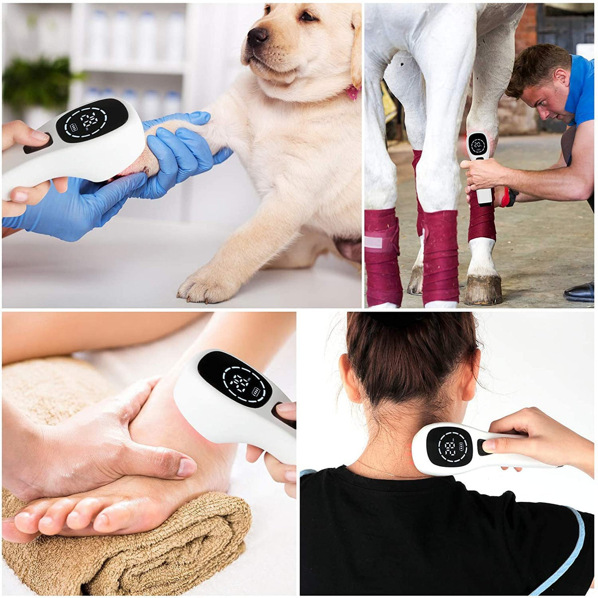 Portable Cold Laser Therapy Device, a white handheld unit with black controls, shown on a dog, horse, foot and shoulder